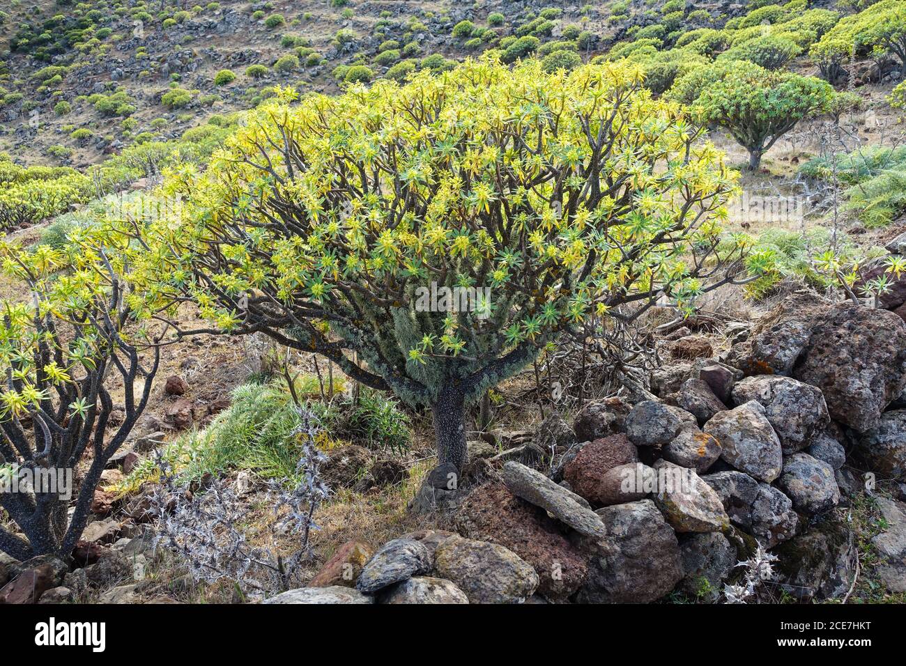 Landscape on La Gomera with flowering spurge Stock Photo