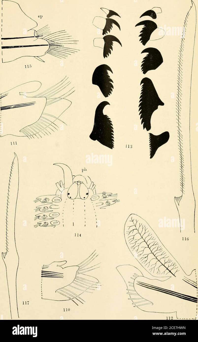 . Zoological results of the fishing experiments carried on by F.I.S. 'Endeavour,' 1909-14 under H.C. Dannevig, commonwealth director of fisheries. Volume 1-5 . V. B. Bkxbaw, «iel. 106 EXPLANATION OF PLATE XLTV. Lysarete australiensis, sp. no v. Fig. 110.—The 10th parapodiuiu ( 18). Fig. 111.—^The 21st parai)otliuin ( 13). Fig. 112.—The 66th parapodium (x 13), the fully developedcondition ; the cha^tiB are cut short ; blood vesselsare indicated in the dorsal cirrus. Oenone Jiasivelli, sp. no v.Fig. 113.—The series of upper jawlets, disarticulated (x 17). Scalisetosus australiensis, sp. nov. Fi Stock Photo