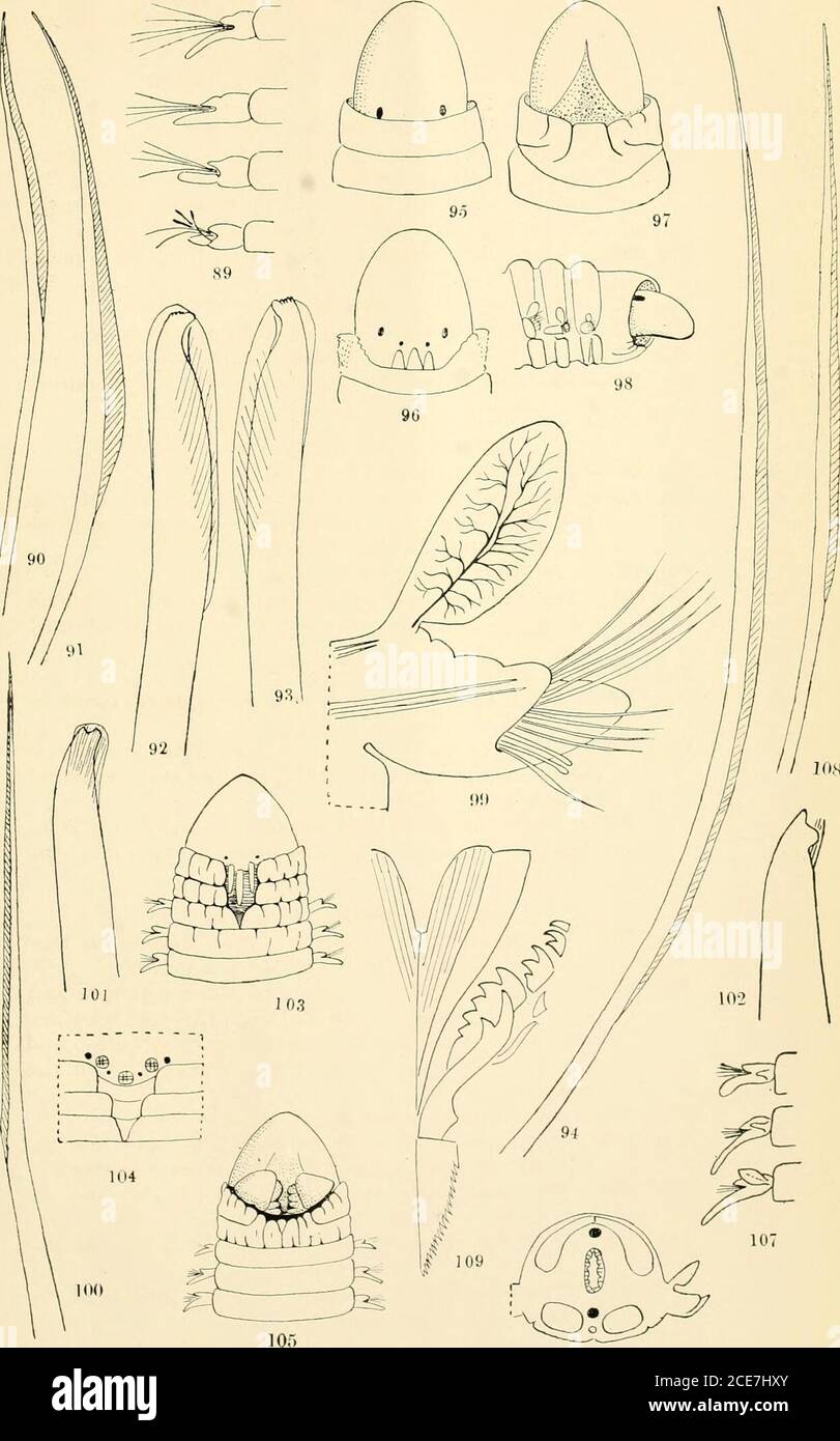 . Zoological results of the fishing experiments carried on by F.I.S. 'Endeavour,' 1909-14 under H.C. Dannevig, commonwealth director of fisheries. Volume 1-5 . om a posterior foot with the notch separating the two teeth terminal in position (x 360).Fig. 102.—A lower acicular chseta from the same foot {x 360). The proximal tooth is here laterally situated ; the wing is broken. Lysarete australiensis, sp. nov. Fig. 103.—The head from above (x 2|). The three ten-tacles lie backwardly, directed in a groove. Fig. 104.—The median region of the first three segments andpart of the prostomium (x 5). Th Stock Photo