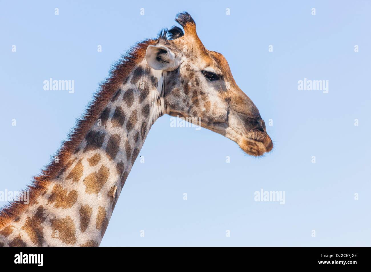 Giraffe close up, neck and face, long neck, Hwange National Park, Matabeleland North, Zimbabwe, Africa Stock Photo