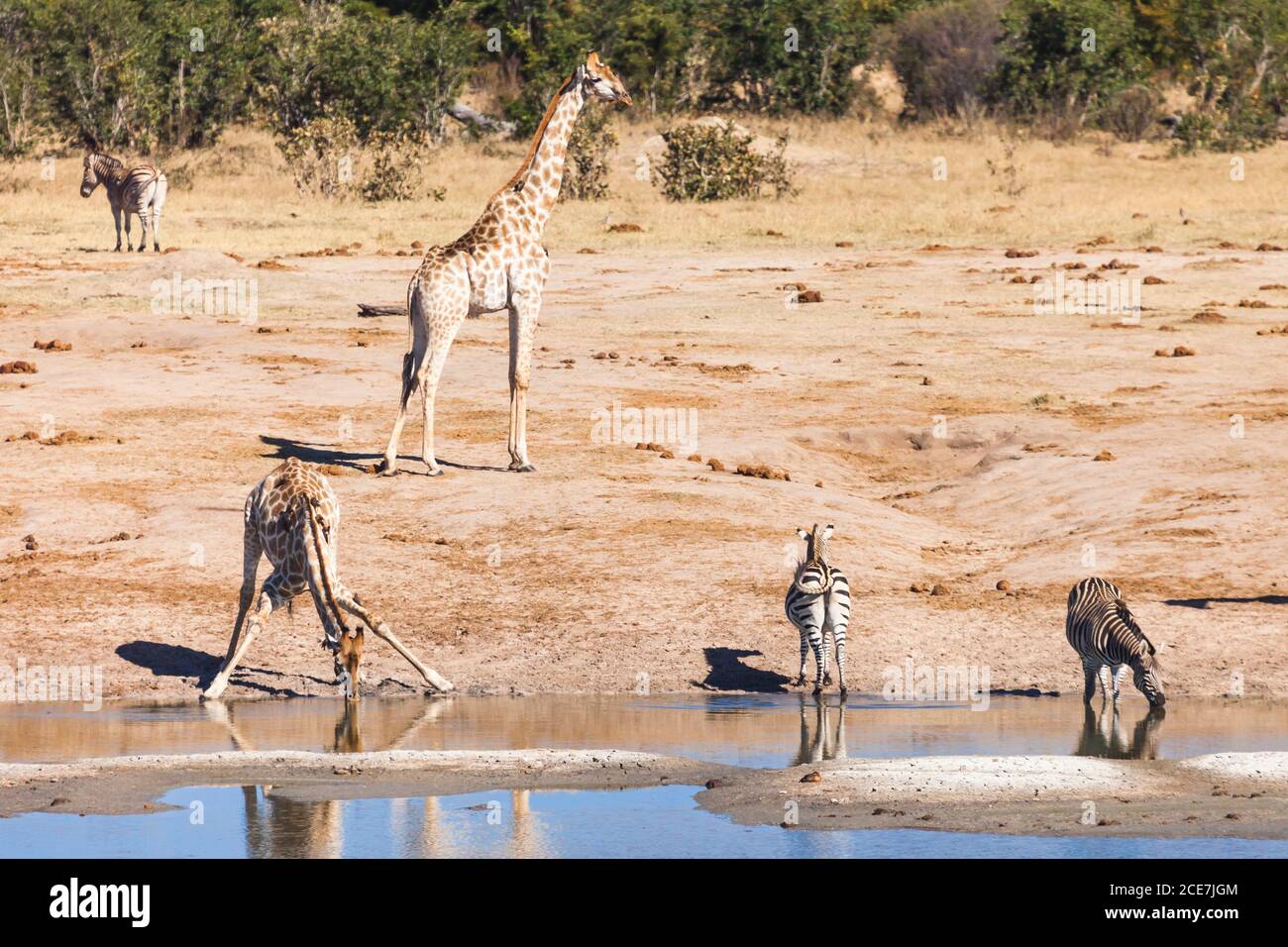 Giraffes and Zebras drinking and watching at water hole, Hwange National Park, Matabeleland North, Zimbabwe, Africa Stock Photo