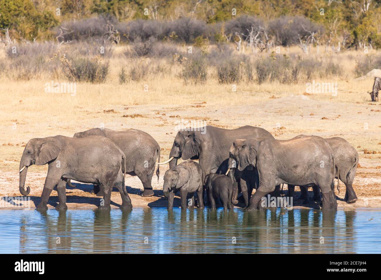 Elephant herd drinking at water hole, Hwange National Park, Matabeleland North, Zimbabwe, Africa Stock Photo