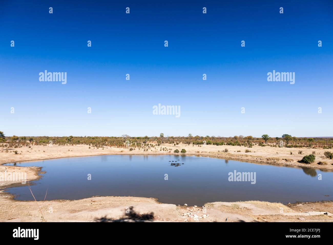 Masuma Dam, Hippo herd in the dam, Hwange National Park, Matabeleland