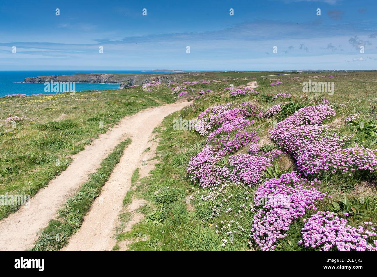 Sea thrift Armeria maritima and Kidney vetch Anthyllis velneraria growing on the coast path at Bedruthan Steps in Carnewas in Cornwall. Stock Photo