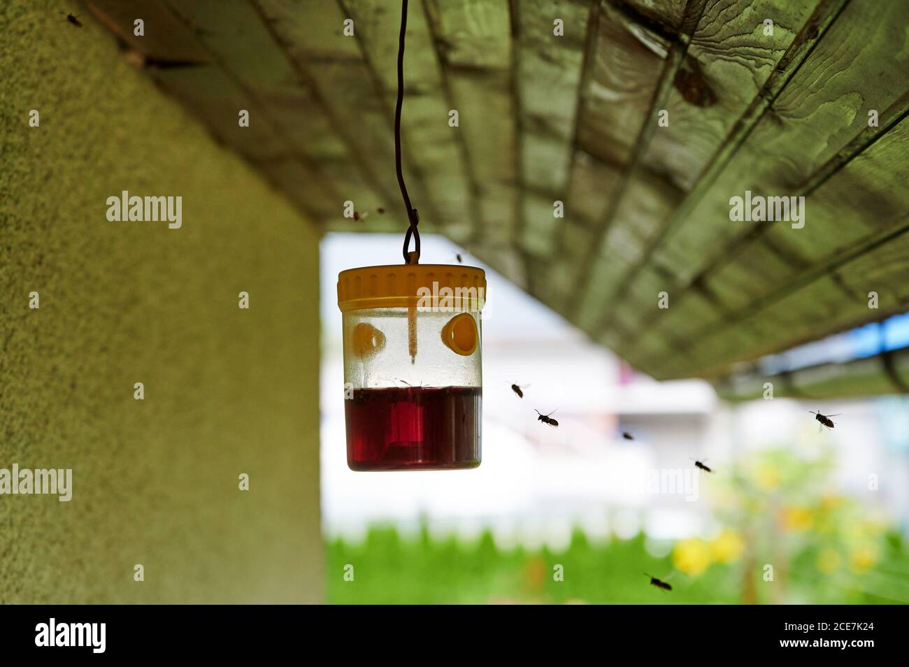 Wasp, hornet and yellowjacket trap hanging outdoors Stock Photo - Alamy, image size:1300x954