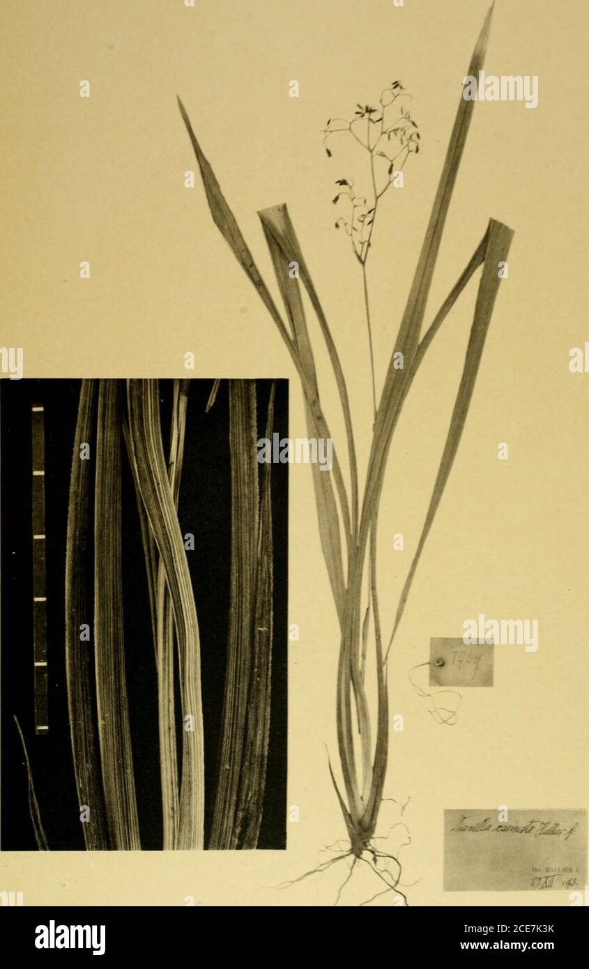 Nova Guinea : résultats de l'expédition scientifique néerlandaise à la  Nouvelle-Guinée .. . H. J. ô. Nieuwenburg, phoï. Tab. CLXXXVI. Dianella  carinata Hall. f. Vova Guinea //// il. II.m mi r,