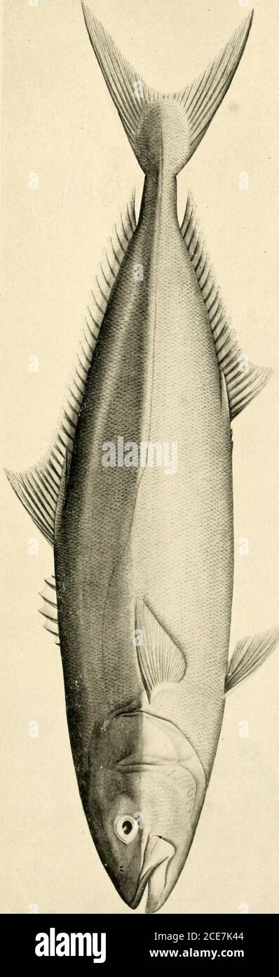 . Zoological results of the fishing experiments carried on by F.I.S. 'Endeavour,' 1909-14 under H.C. Dannevig, commonwealth director of fisheries. Volume 1-5 . Phyllis Clarke and A. R. McCulloch, del. EXPLANATION OF PLATE XXXV. Fig. L—Seriola grandis, Casteliiau. A specimen 725 mm.long, from Port Stephens, New South Wales. Fig. 2.—Apistops calouiidra, de Vis. Type, 104 mm. long,from Caloundra. Queensland. BIOL. RESULTS ENDEAVOUR, Vol. III. Plate XXXV.. Stock Photo
