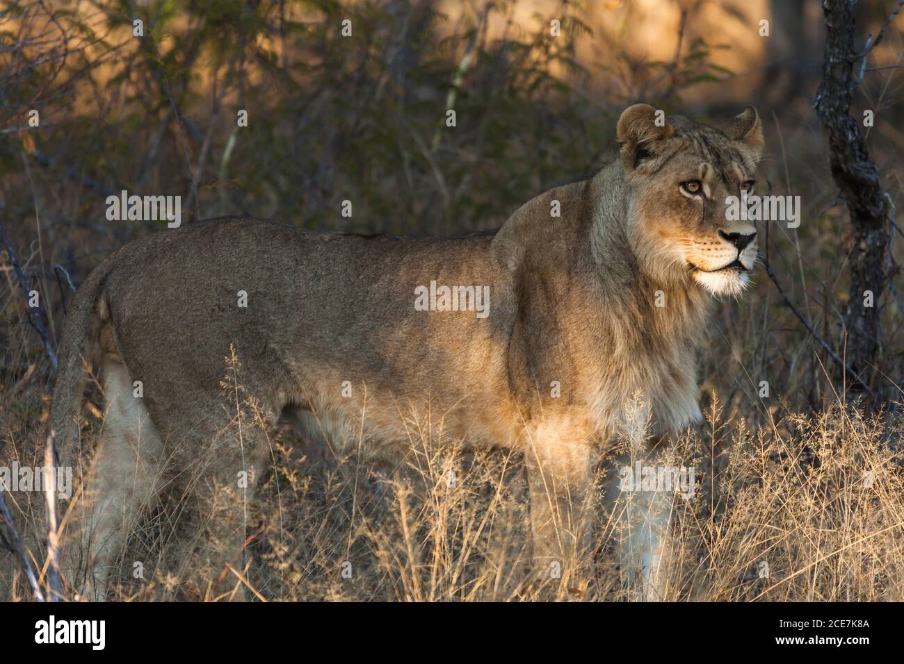 Lion standing hi-res stock photography and images - Alamy