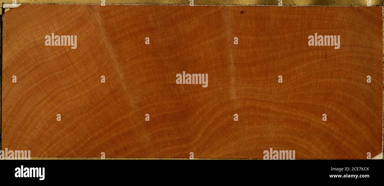 . The American woods : exhibited by actual specimens and with copious explanatory text . RADIAL SECTION. 5 TANGENTIAL SECTION Ogr. Arizonischer Erdbeerbaum. fr, Arbousier dArizona.^p- Madrona de Arizona. 230. ARBUTUS ARIZONICA (Gray) Sarg. Arizona Madrofia.. TRANSVERSE SECTION. RADIAL SECTION. ^ TANGENTIAL SECTION Osr. Arizonisclier Erdbeerbanm, /^. Arbousier d^Arizona.Sp. Madroga de Arizona, 231. FRAXINUS DIPETALA Hook.&Arn. Fringe-flower Ash. TRANSVERSE SECTION. Stock Photo