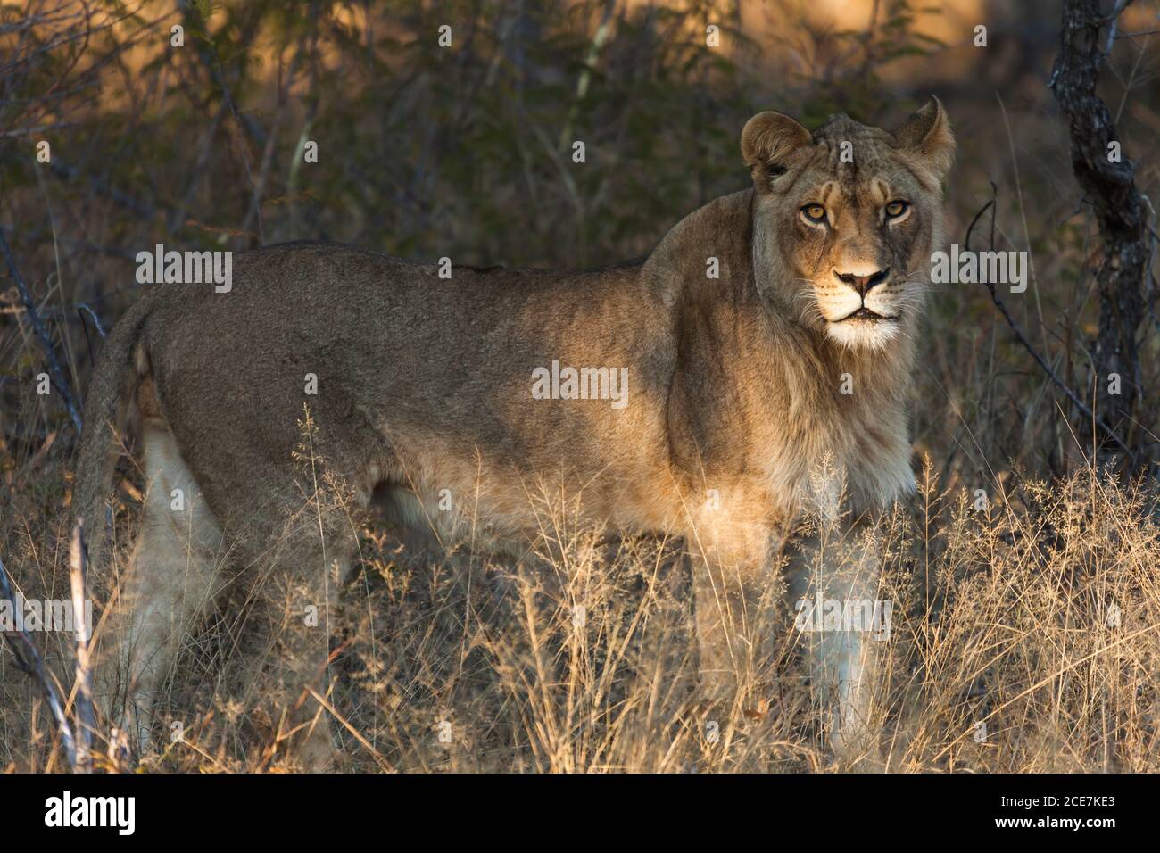 African lion in national park hi-res stock photography and images - Alamy