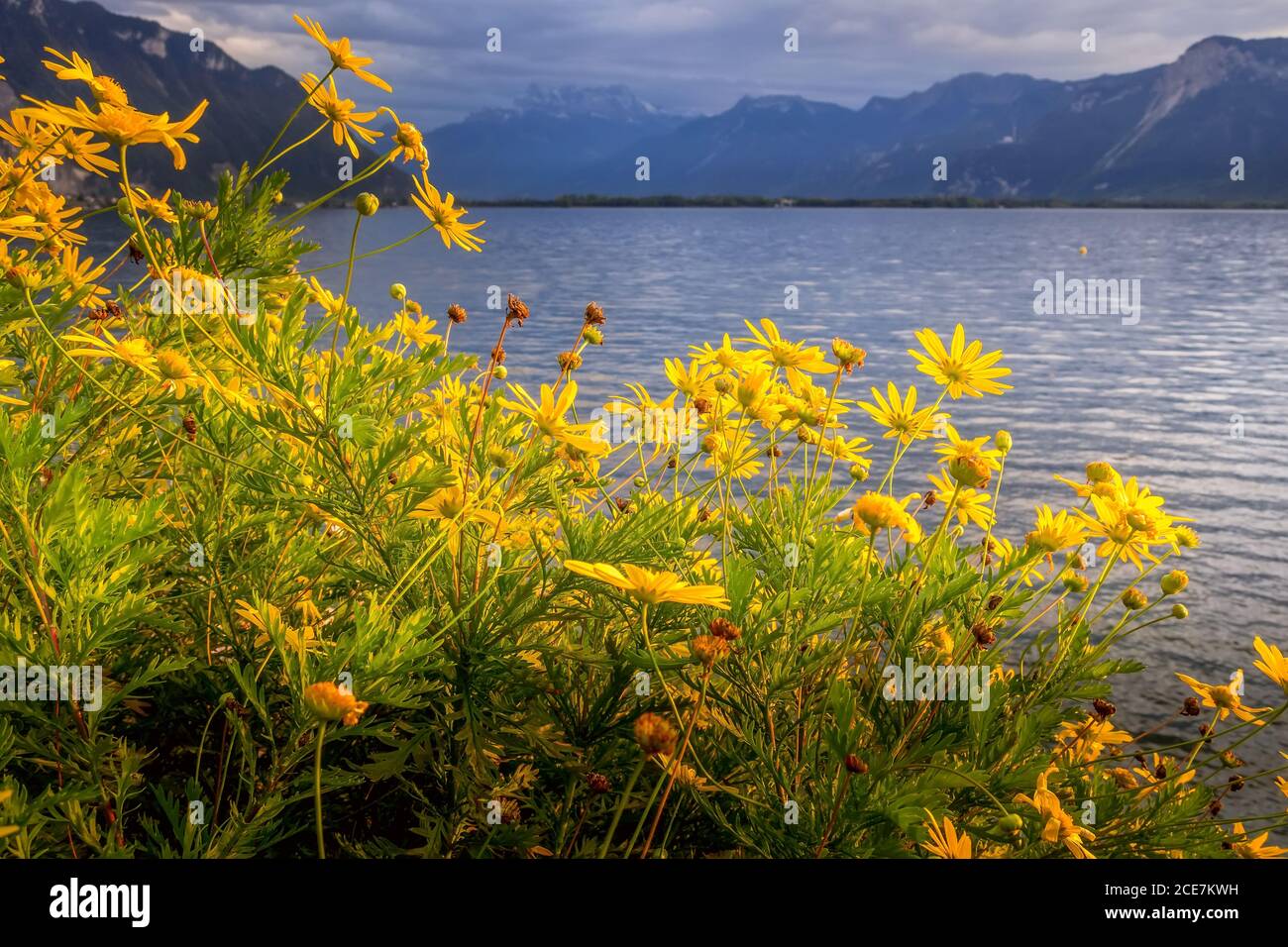 Flowers and Lake Geneva, Switzerland Stock Photo Alamy