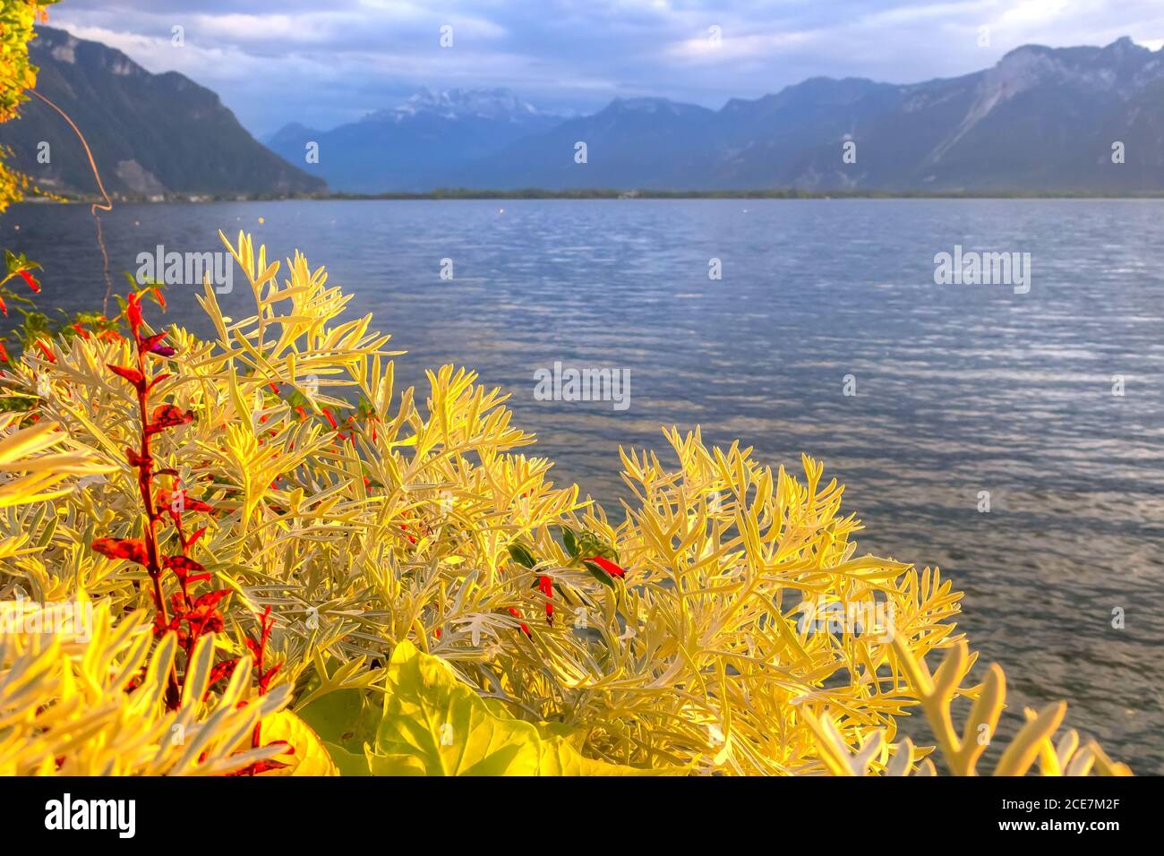 Flowers and Lake Geneva, Switzerland Stock Photo