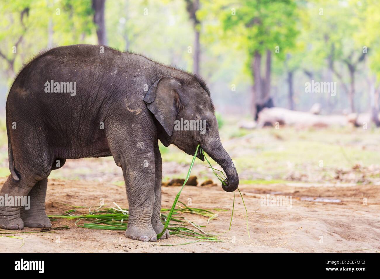 Elephant in Nepal Stock Photo