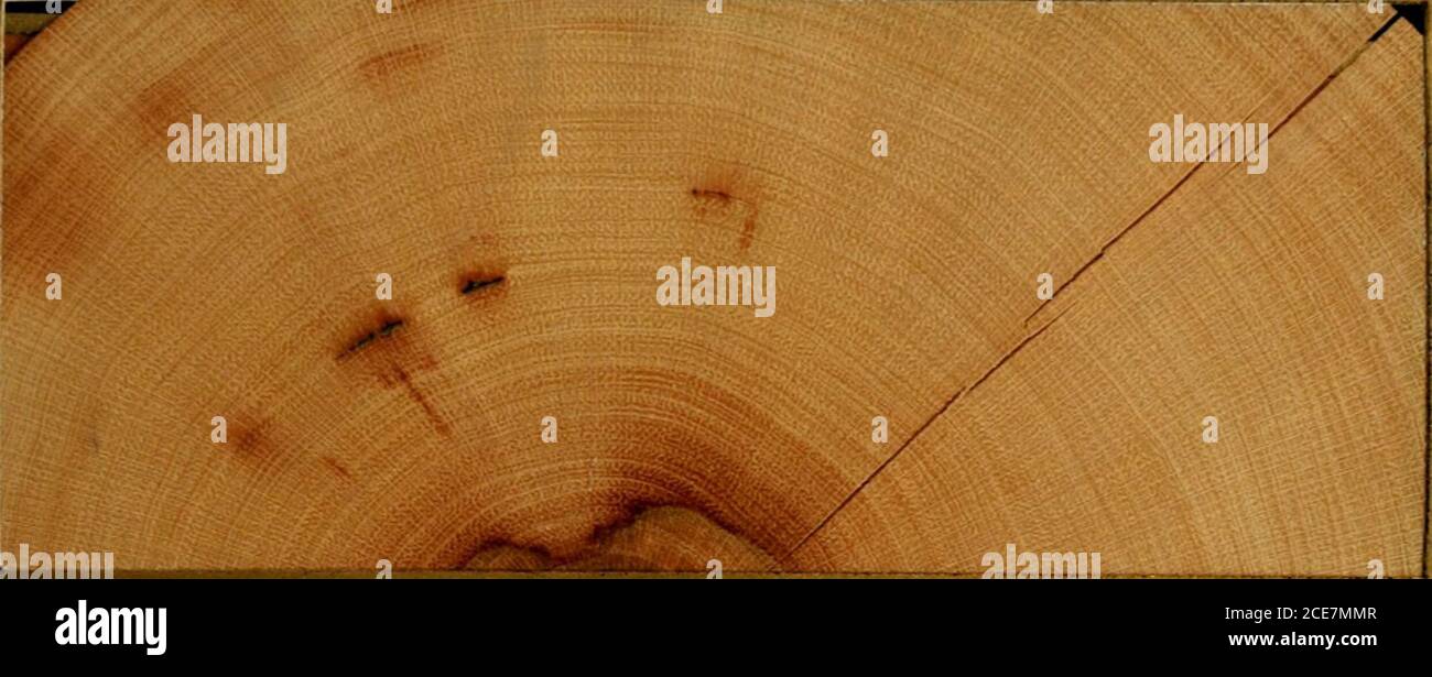 . The American woods : exhibited by actual specimens and with copious explanatory text . 226. FREMONTODENDRON CALIFaRNIOUM (Torr.) Cov.Fremontia, Cal. Slippery Elm.. TRANSVERSE SECTION. i RADIAL SECTION. Stock Photo