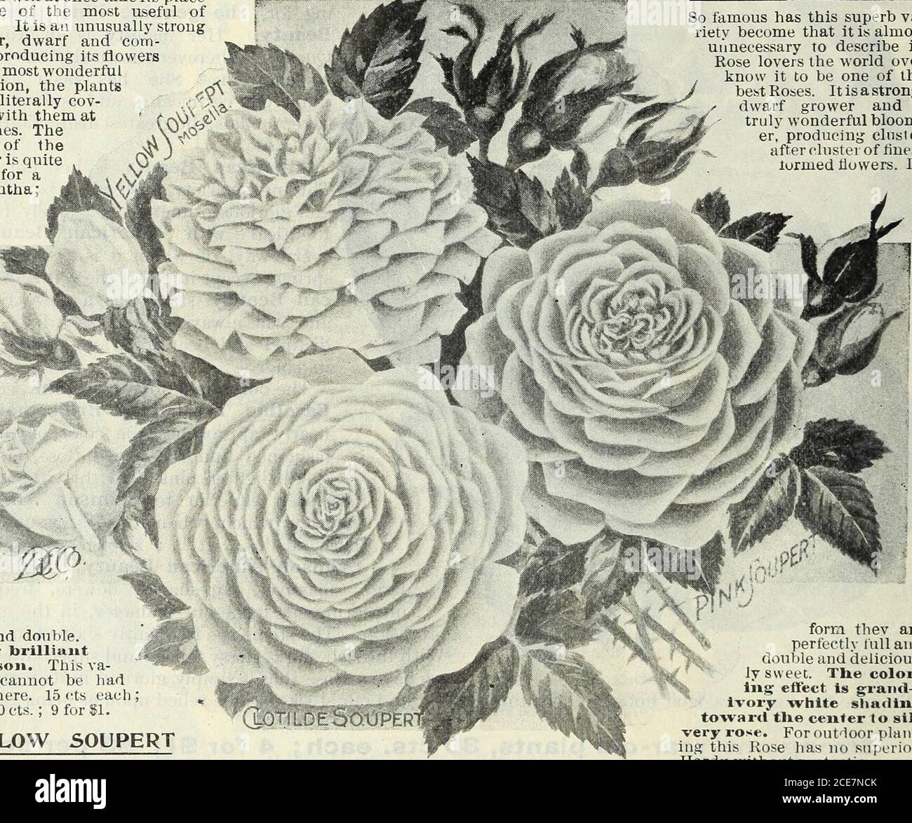 Our new guide to rose culture : typical D.&C. roses painted from
