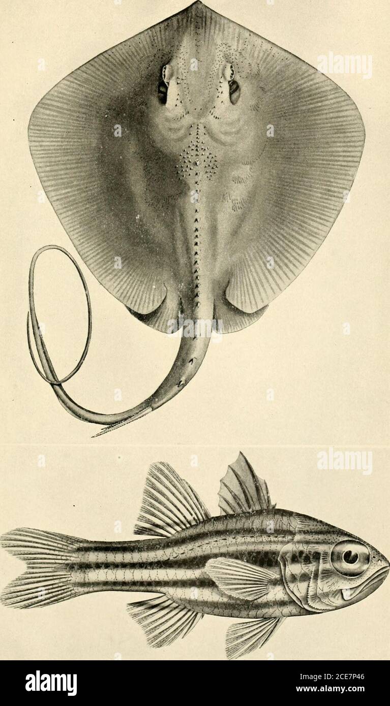 . Zoological results of the fishing experiments carried on by F.I.S. 'Endeavour,' 1909-14 under H.C. Dannevig, commonwealth director of fisheries. Volume 1-5 . A. R. ]McCuLLOCH, del. EXPLANATION OF PLATE XVI. Fig. L—Dasyatis fiuviorum, Ogilby. A specimen 271 mm.wide, from the Brisbane River, Queensland. Fig. 2.—Amia fasciata, Shaw, subsp. stevensi, subsp. nov.Type of the subspecies, 79 mm. long, from the NewHebrides. BIOL. RESULTS ENDEAVOUR, Vol. III. 1 Plate XVI.. A. R. ^IcCuLLOCH, del. EXPLANATION OF PLATE XVII. Fig. 1.—Dasyatis brevicaudatus, Hutton. Under surface ofsame specimen as figured Stock Photo