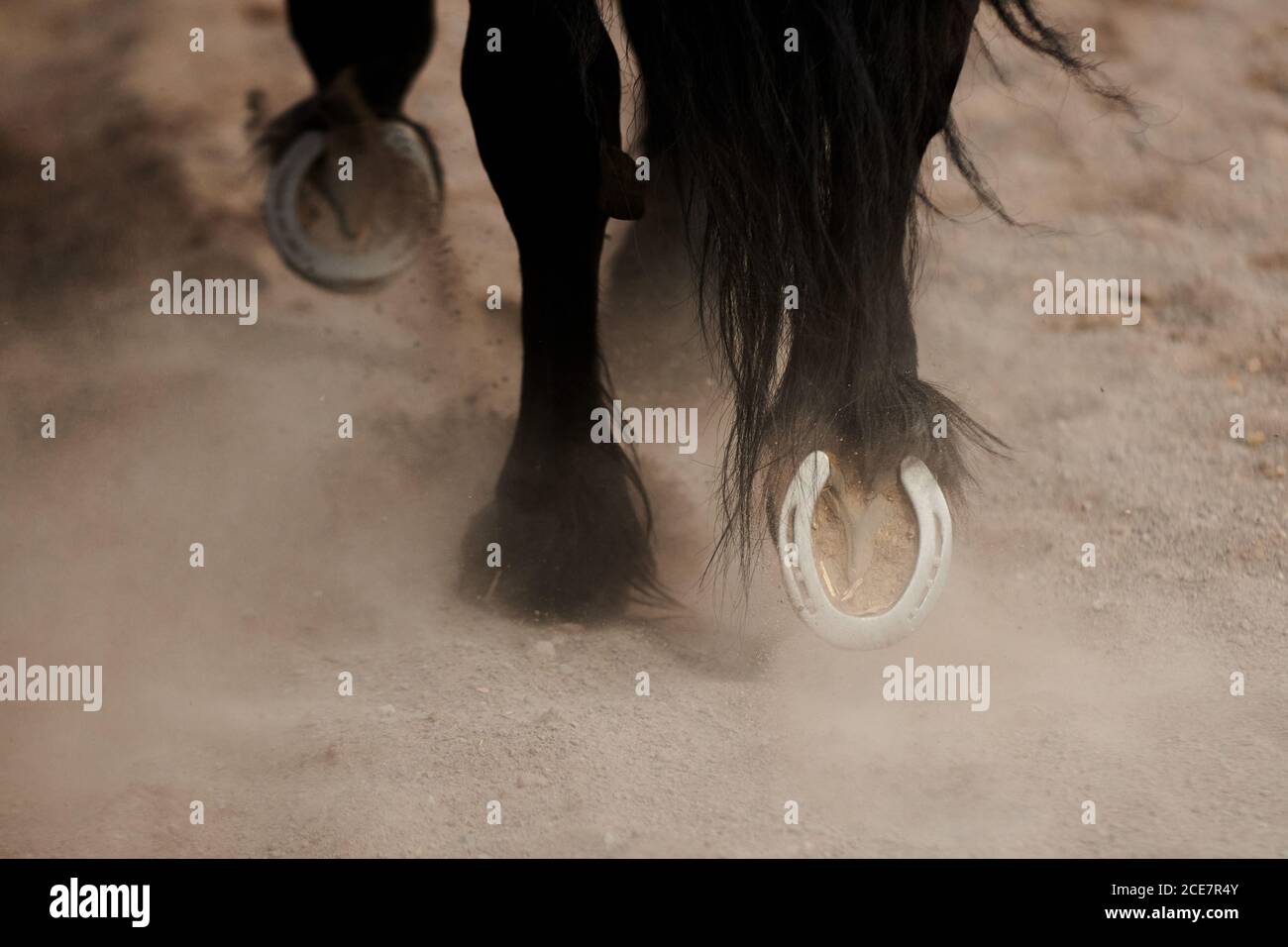 From above of mild steel horseshoes on hooves of black warm blooded mare walking in paddock on sandy surface in daylight Stock Photo