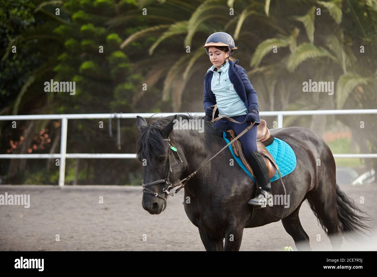 girl in helmet and high boots riding warm blooded horse in bridle while taking reins in paddock with sandy terrain and metal fence near green trees Stock Photo