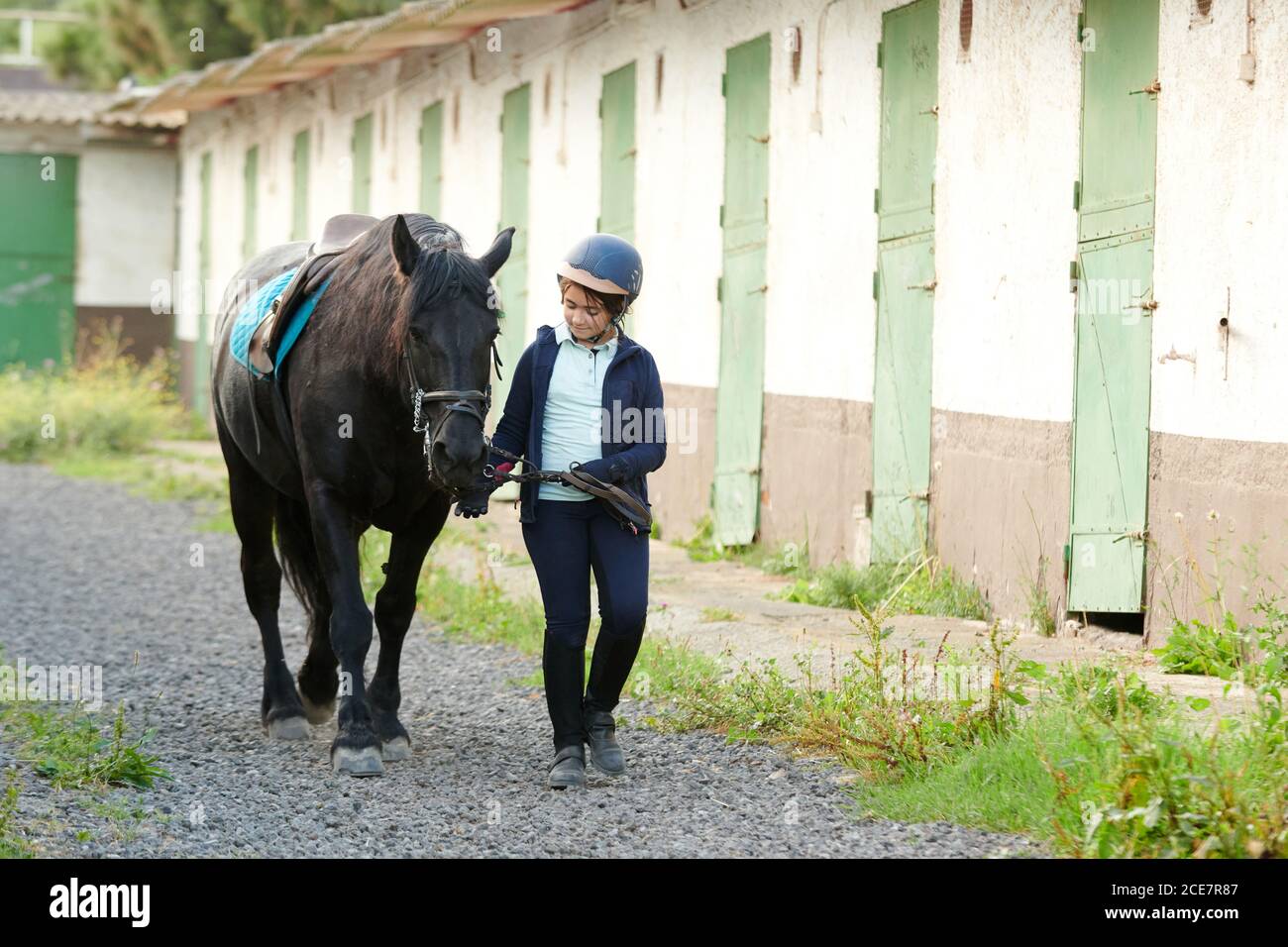 girl in rider clothes leading black stallion with saddle by reins while walking on pathway near stable in daylight and looking away Stock Photo