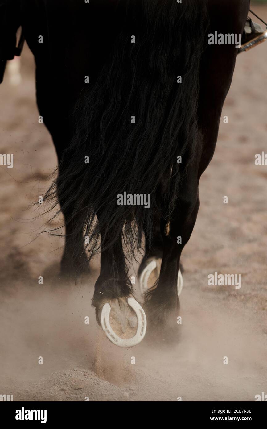 From above of mild steel horseshoes on hooves of black warm blooded mare walking in paddock on sandy surface in daylight Stock Photo