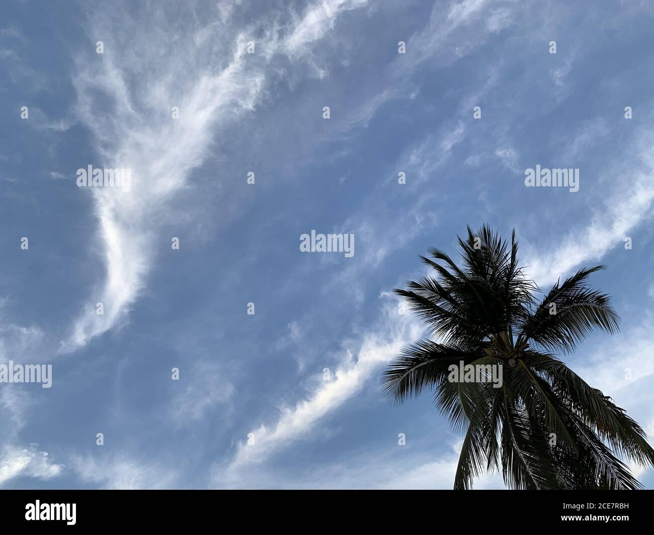 Palm tree gleaming under the cloudy blue sky Stock Photo - Alamy