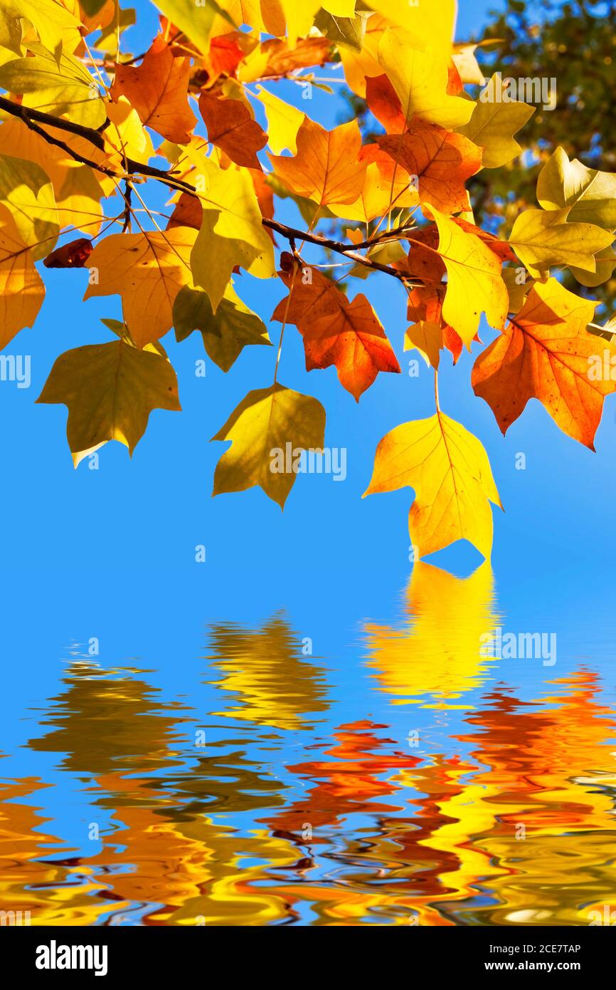 Autumnal yellow maple leaves, blue sky background and water reflections Stock Photo