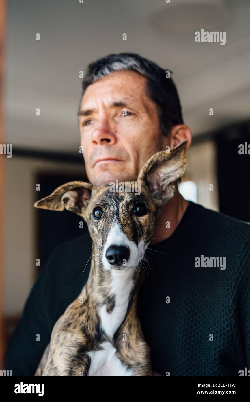 whippet looking for a home