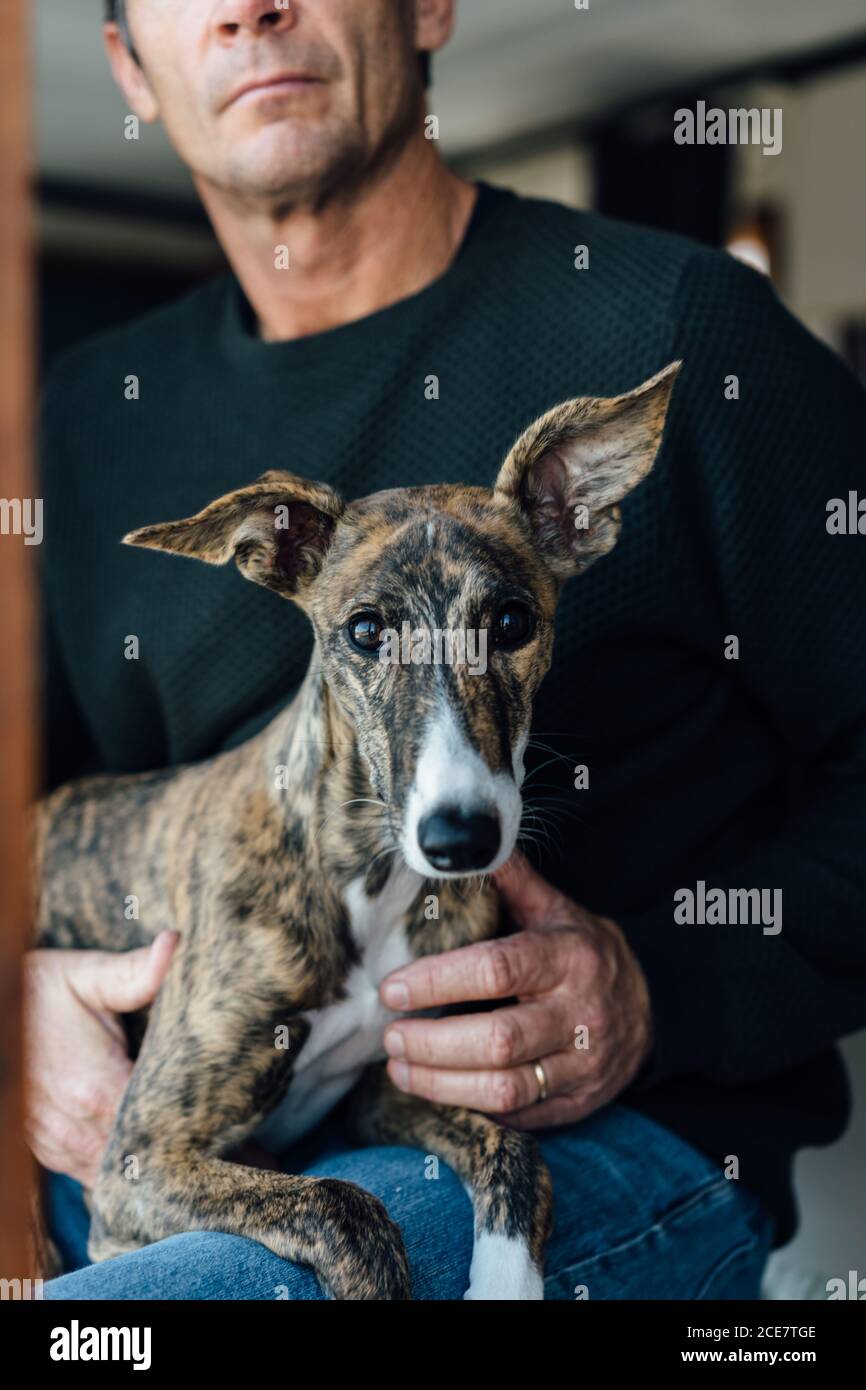 whippet looking for a home