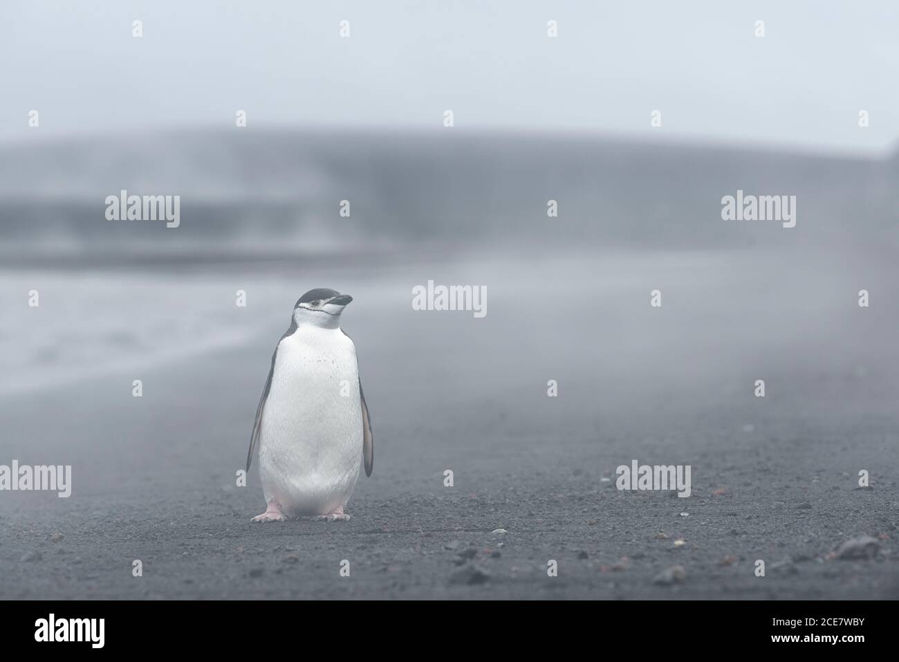 Chinstrap penguin (Pygoscelis antarctica) standing in the steam from hot springs on the beach, Whalers Bay, Deception Island, South Shetland Islands, Stock Photo