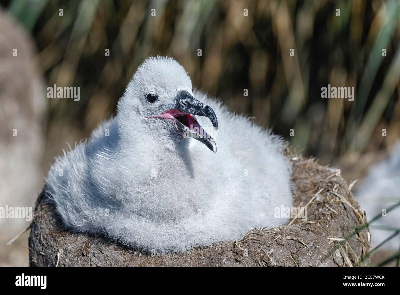 Black-browed albatross (Thalassarche melanophris), chick, sitting on his nest. West Point Island, Falkland Islands, South America Stock Photo