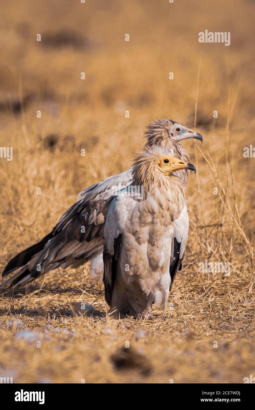 Egyptian vulture or Neophron percnopterus at jorbeer conservation reserve bikaner rajasthan india Stock Photo