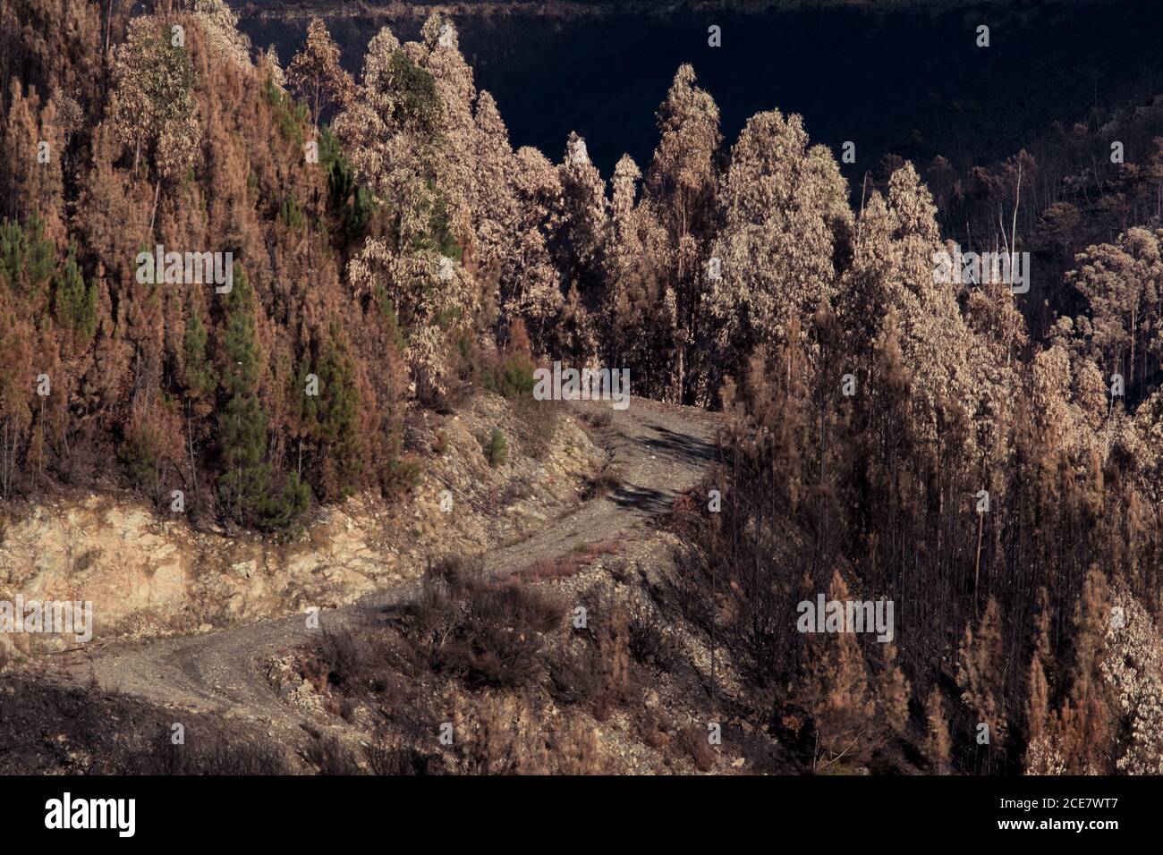 Amazing view of burnt woodland with sandy road and lifeless trees on sunny day Stock Photo