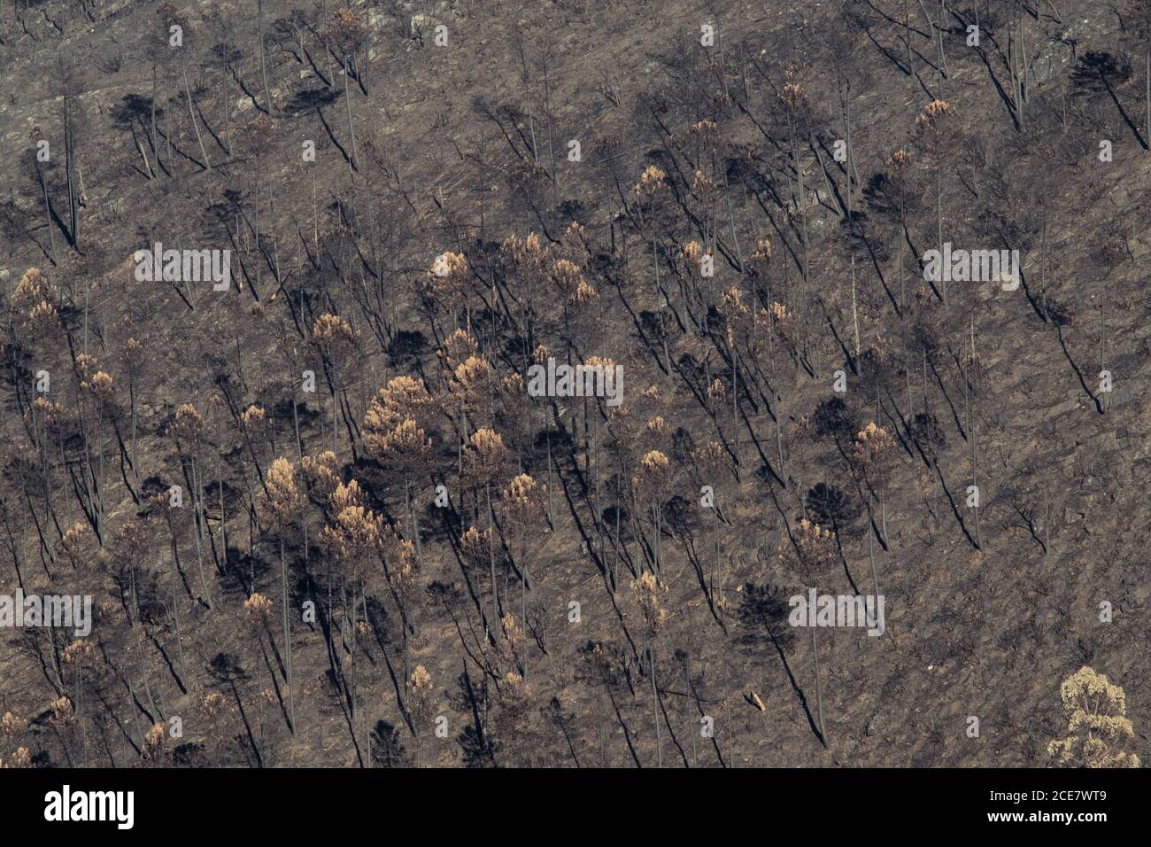 Drone view of lifeless trees and dried grass in forest after destructive fire Stock Photo