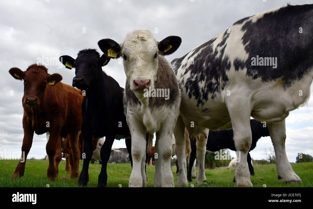 Group of young cow calves, brown, black and grey with cattle id tags in their ears standing on farmland in Buckinghamshire England. Stock Photo