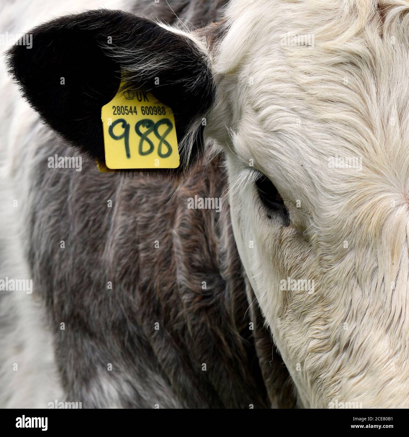 British beef cow calf close up of head, eye, ear and side showing yellow farming cattle ID tag with numbers. Stock Photo