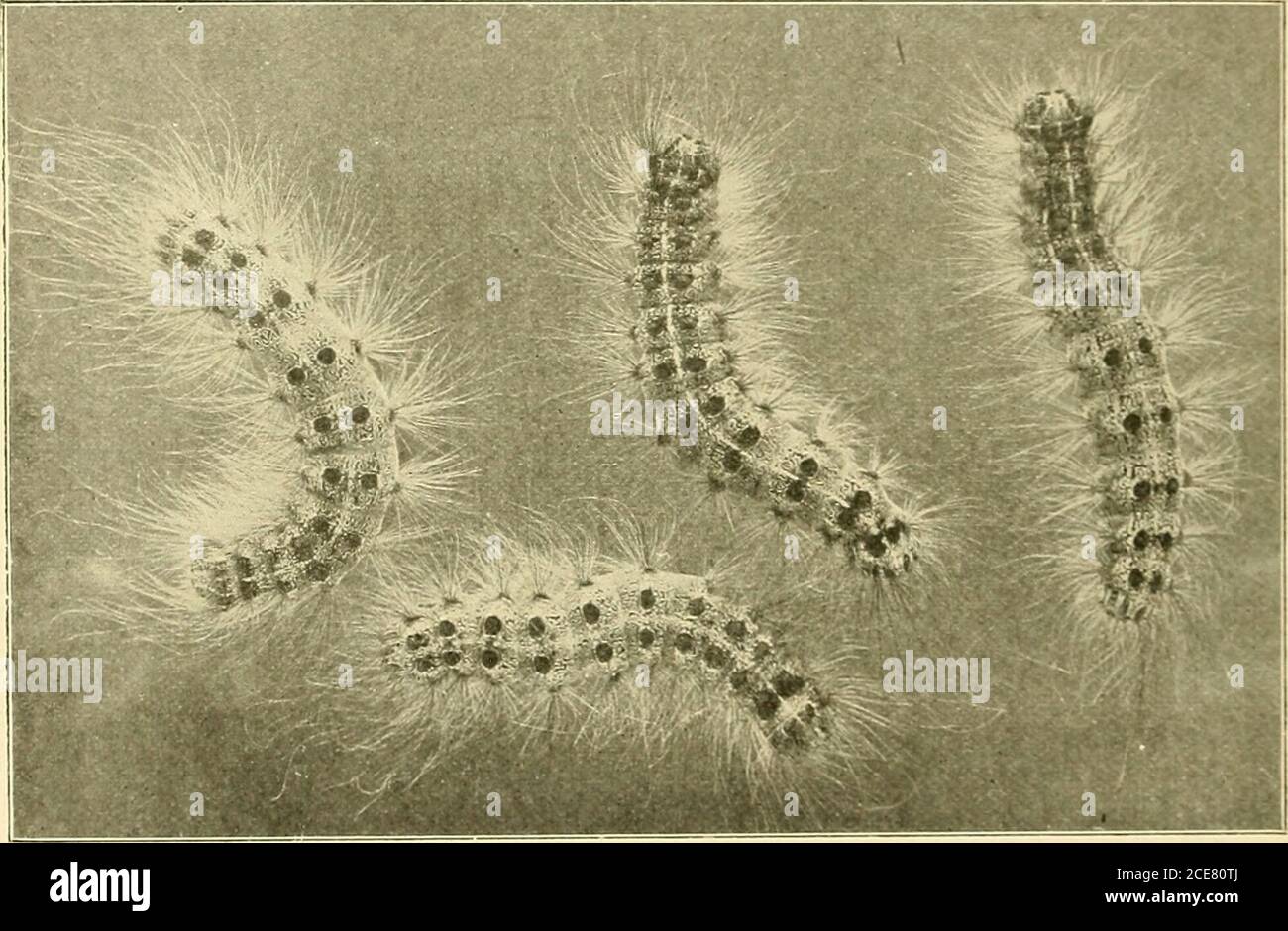 . The gypsy moth Porthetria dispar Linn. . until the following May, when the egg-clusters may betransported on packing boxes, crates, freight cars, vehicles, nurs-ery stock, lumber, quarry, or other products, which have remained. Figure 7.—Gypsy moth caterpillars Natural size. for a time in July or August in the infested region. This is es-pecially true if these products have been stored, stacked, or al-lowed to remain where gypsy moths were abundant at the timewhen the eggs are laid. The egg-clusters are seldom noticed orrecognized by the men handling these materials and might In-shipped long Stock Photo