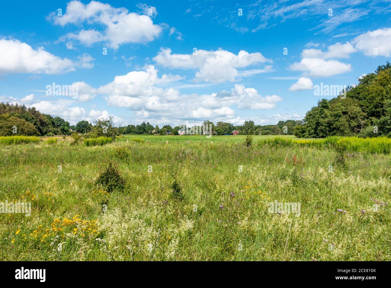 View from Niendorf enclosure on residential buildings in Niendorf, Hamburg, summer 2020, Germany Stock Photo