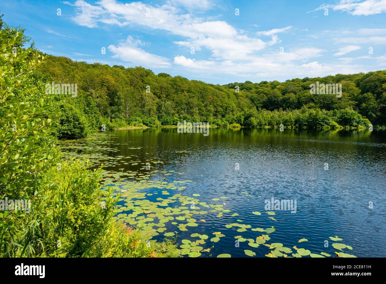 The Black Lake in the Granitz Nature Reserve on Rügen, Mecklenburg-Western Pomerania, Germany Stock Photo