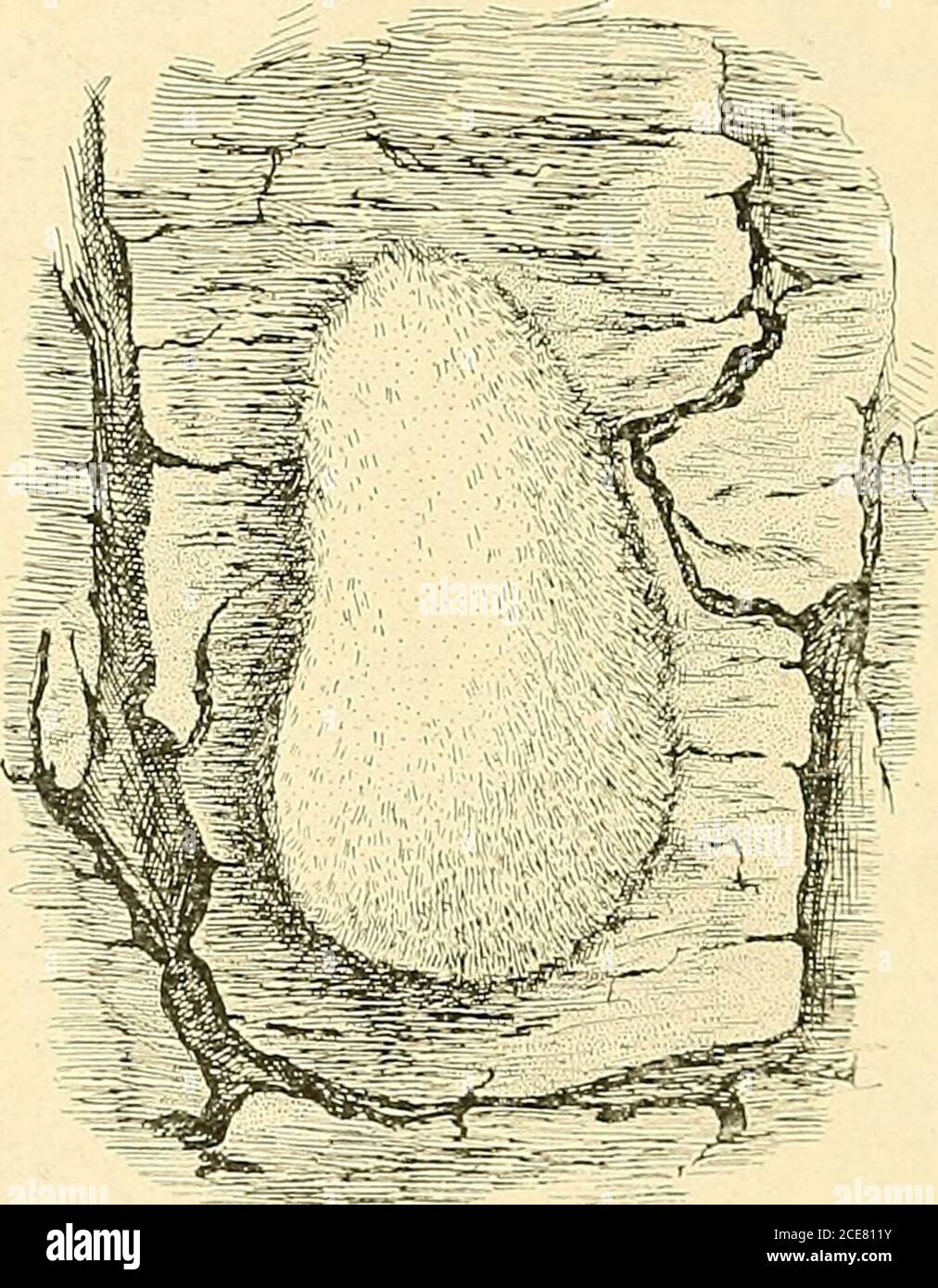 . The gypsy moth Porthetria dispar Linn. . ice were immediately set at work creosotingthe eggs and searching for more. The presence of the gypsy moth in Wallingford was first no-ticed by Mr. Leslie A. Brown, a designer of silverware employedby the R. Wallace & Sons Mfg. Co. Mr. Brown noticed an egg-cluster on the trunk of a tree while on his way to his work. Hehad formerly lived in Newburyport, Mass., where he became 8 CONNECTICUT EXIKRIMHNT STATION, BULLETIN NO. [86. familiar with the gypsy ninth and. therefore, recognized theat sight. Of course, it is not known how the pest was brought to Wa Stock Photo