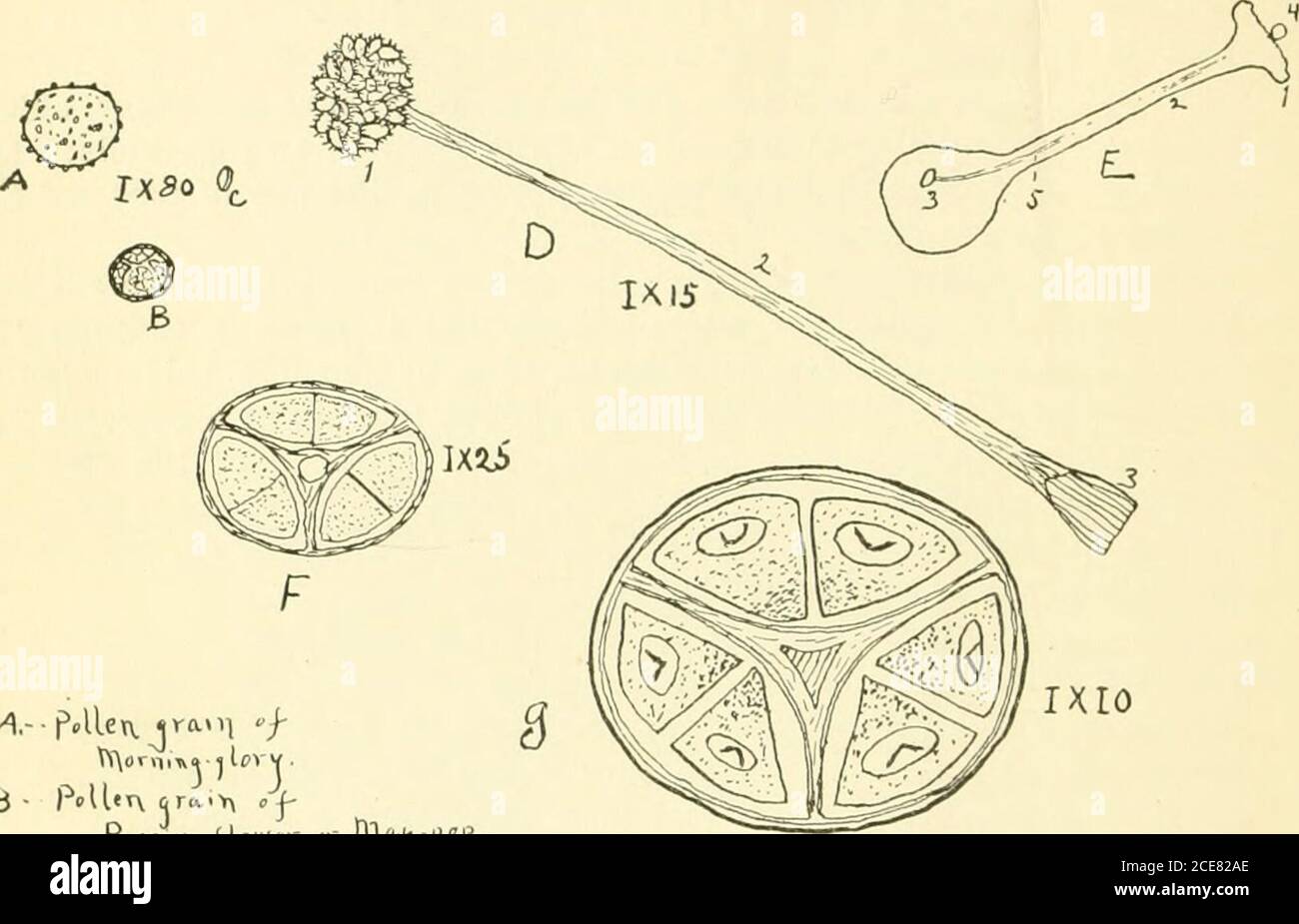 Fertilization ovule plant hires stock photography and images Alamy