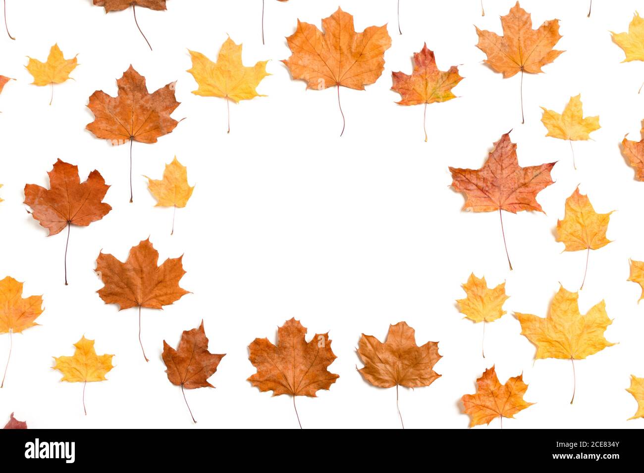 Frame made from dry maple leaves on white background Stock Photo - Alamy