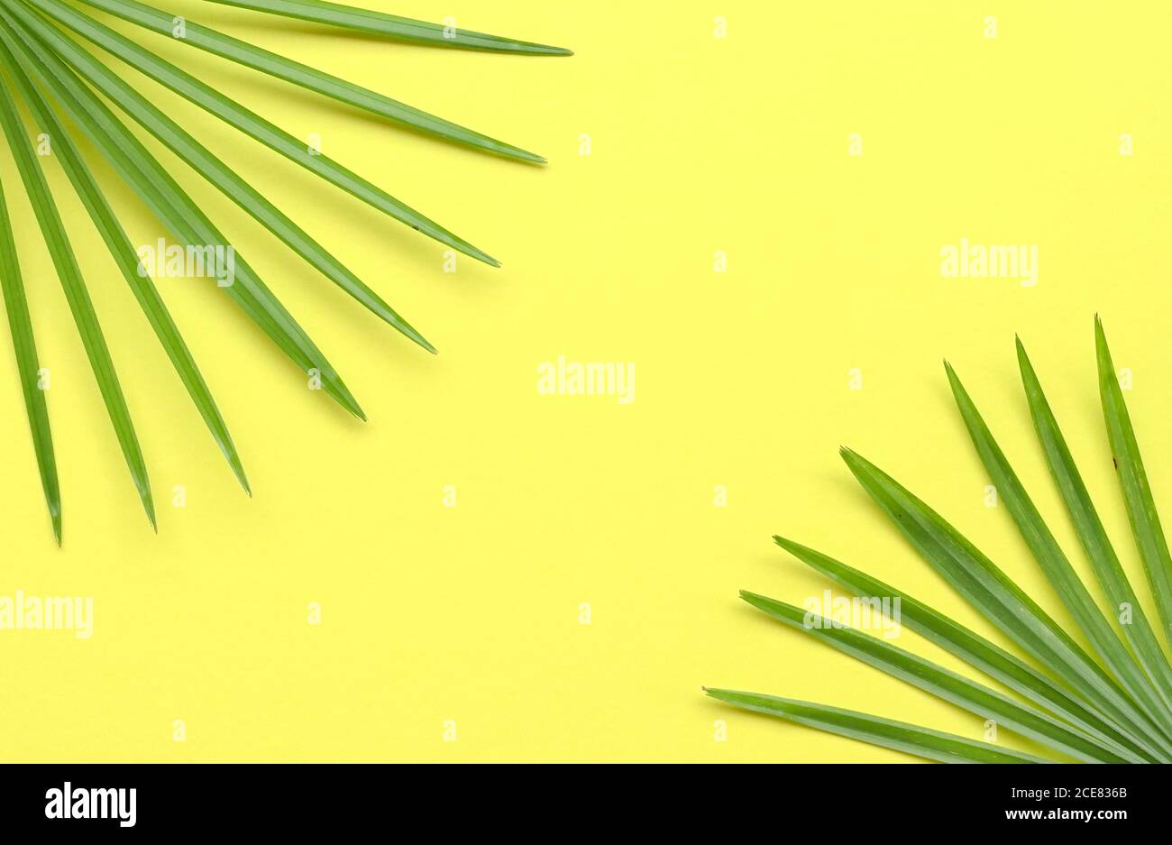Tropical palm leaves frame on yellow background. Copy space. Top view ...