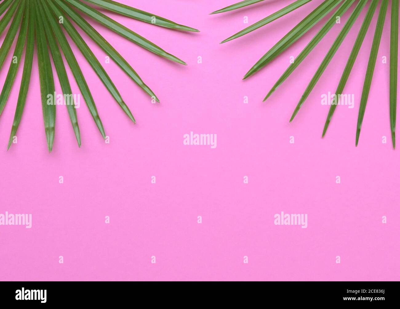 Tropical palm leaves top frame on pink background. Top view, copy space ...