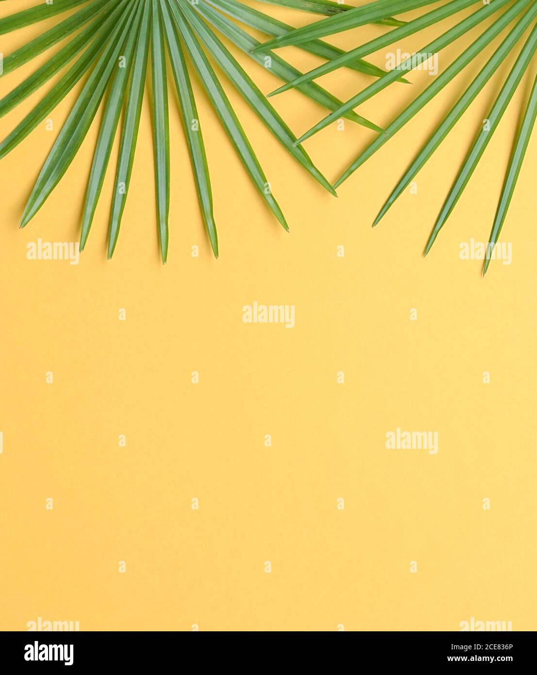 Tropical palm leaves top frame on yellow background. Top view, copy ...