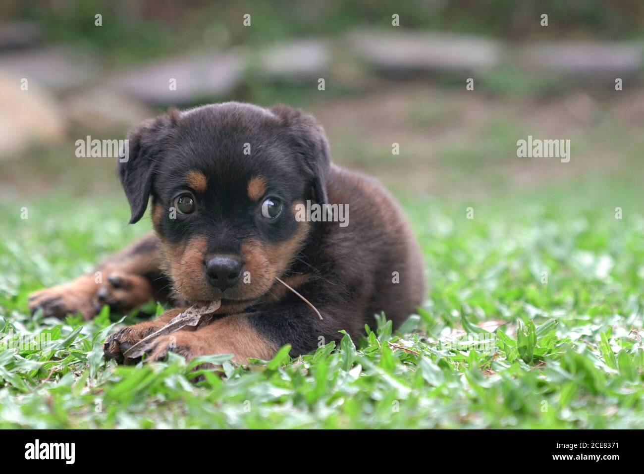 Rottweiler puppy dog chewing dry leaves and sit on grass Stock Photo