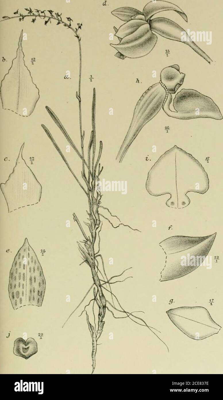 . Nova Guinea : résultats de l'expédition scientifique néerlandaise à la Nouvelle-Guinée .. . J. J. Smith del. Fa. P. W. M. Trap impr. CX. A. Phreatia repens J. J. S. ,i. Planta /,. fi. c. Bracteae */,. d. Flos */,. c. Sepalum dorsale ,5/,. /. Sepalum latérale /,. g. Petalum 17/,. //. Labellum et gynostemium 16/, /. Labellum expansum /,. / Anthera 20/r. B. Thelasis phreatioides J. J. S. a. Bractea ,3/,. b. Flos lateraliter visus /,. c. Idem antice visus l0/,. d. Sepalum dorsale 10/,. e. Sepalum latérale 9/,./. Petalum ?/,. g. Labellum et gynostemium 9/, h. Labellum ?&gt;/,. *. Labellum expansu Stock Photo
