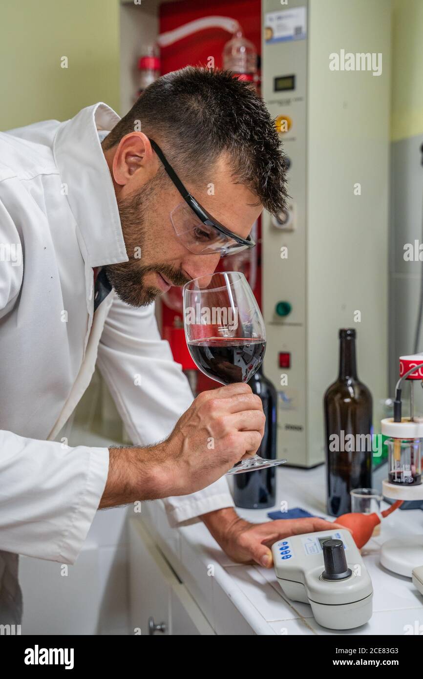 Side view focused male tasting red wine by smelling while working in wine laboratory Stock Photo