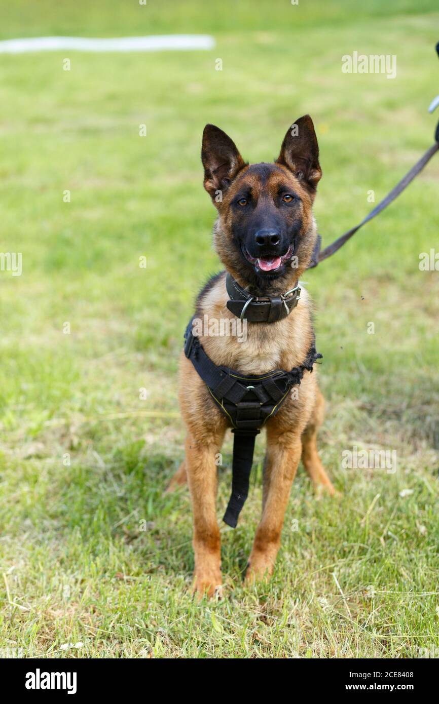 1 year old belgian malinois sales