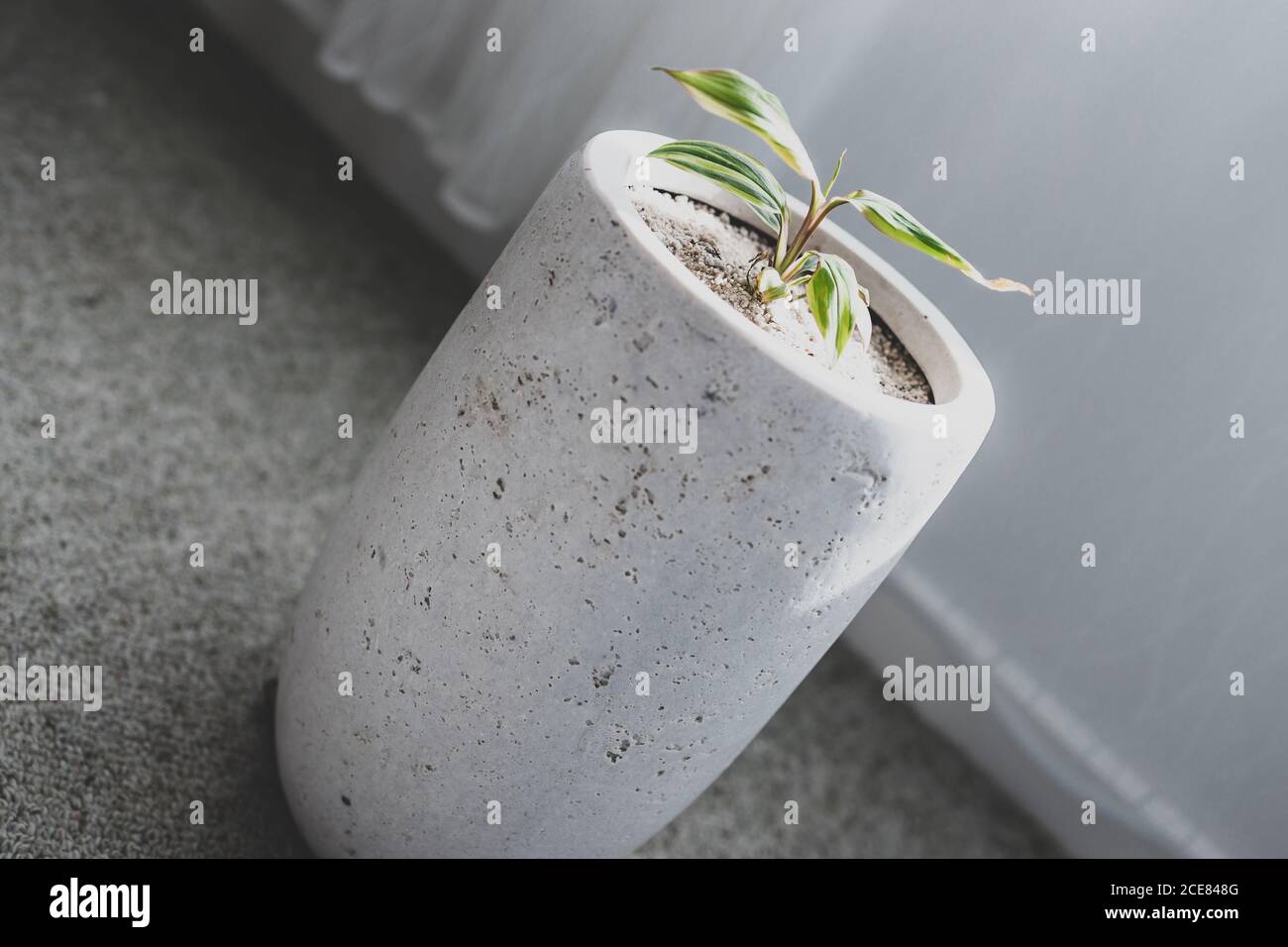 variegated cordyline plant indoor in white pot next to sunny window shot at shallow depth of field Stock Photo