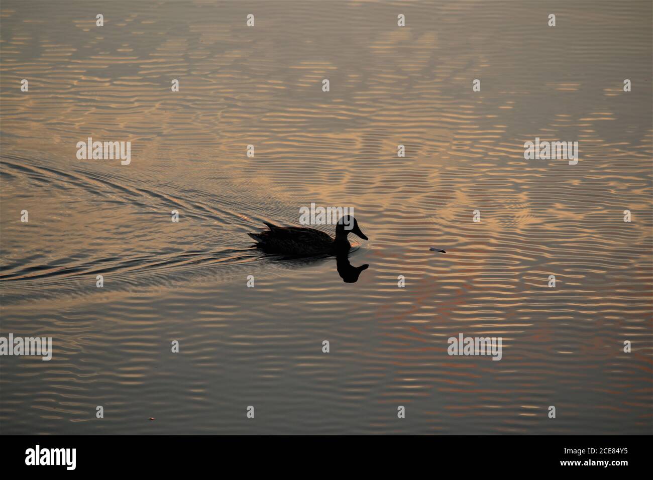 A duck during sunset swimming on a lake Stock Photo